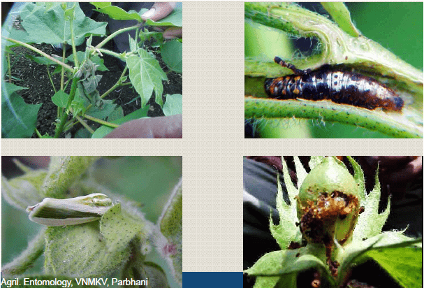 Bholda Insect July 31, 2020 – माहिती आपल्या फायद्याची